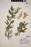 Image of Acacia albicorticata