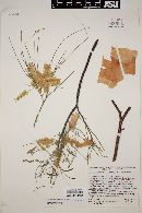Acacia willardiana image