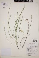 Acacia willardiana image