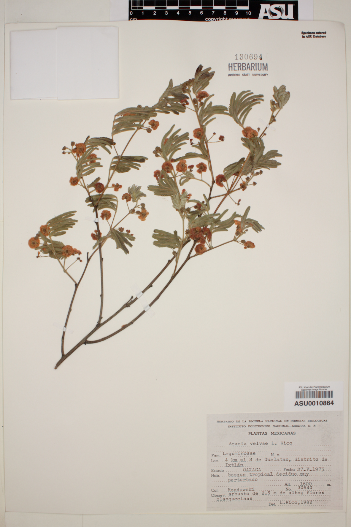 Acacia velvae image
