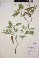 Acacia russelliana image