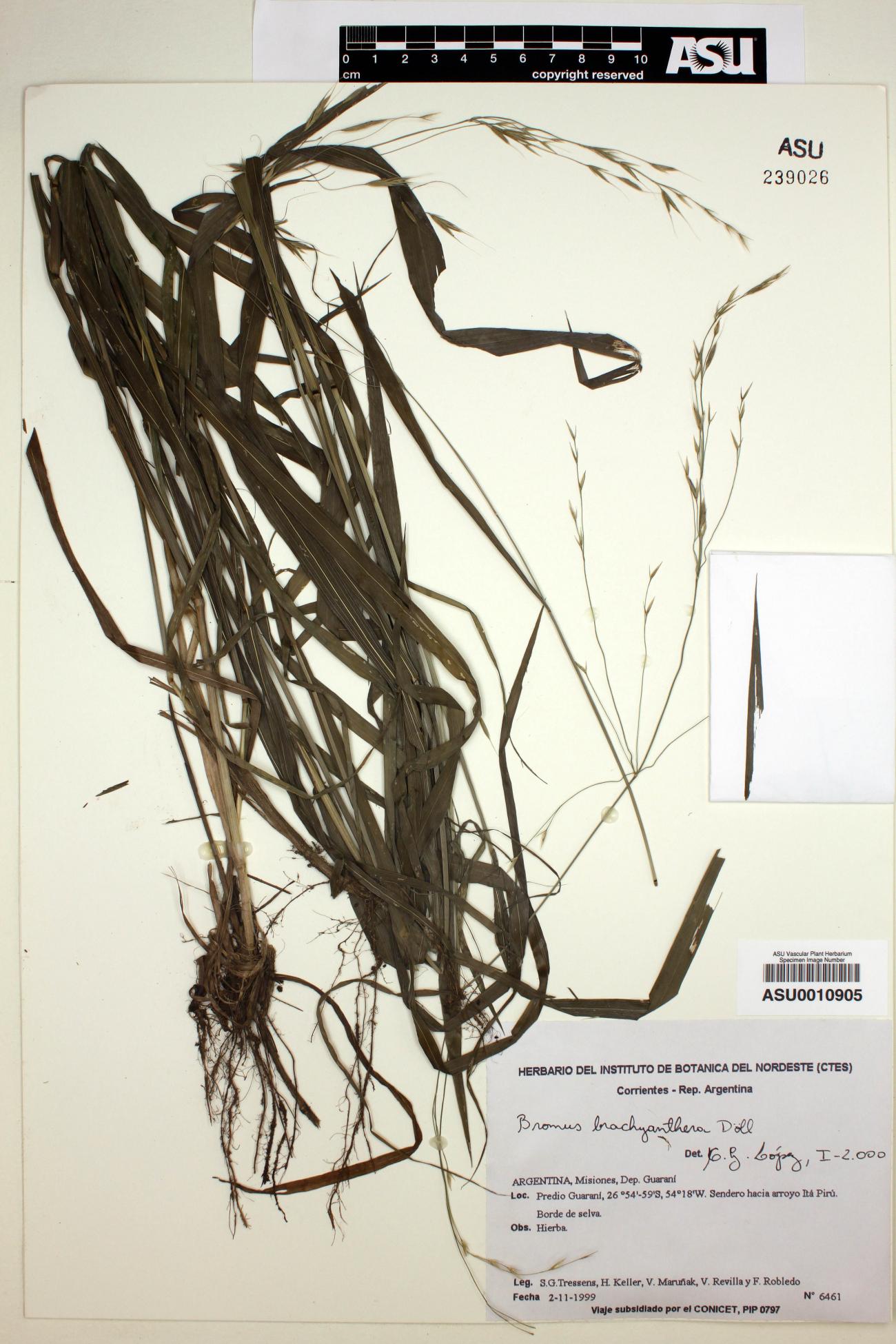Bromus brachyanthera image