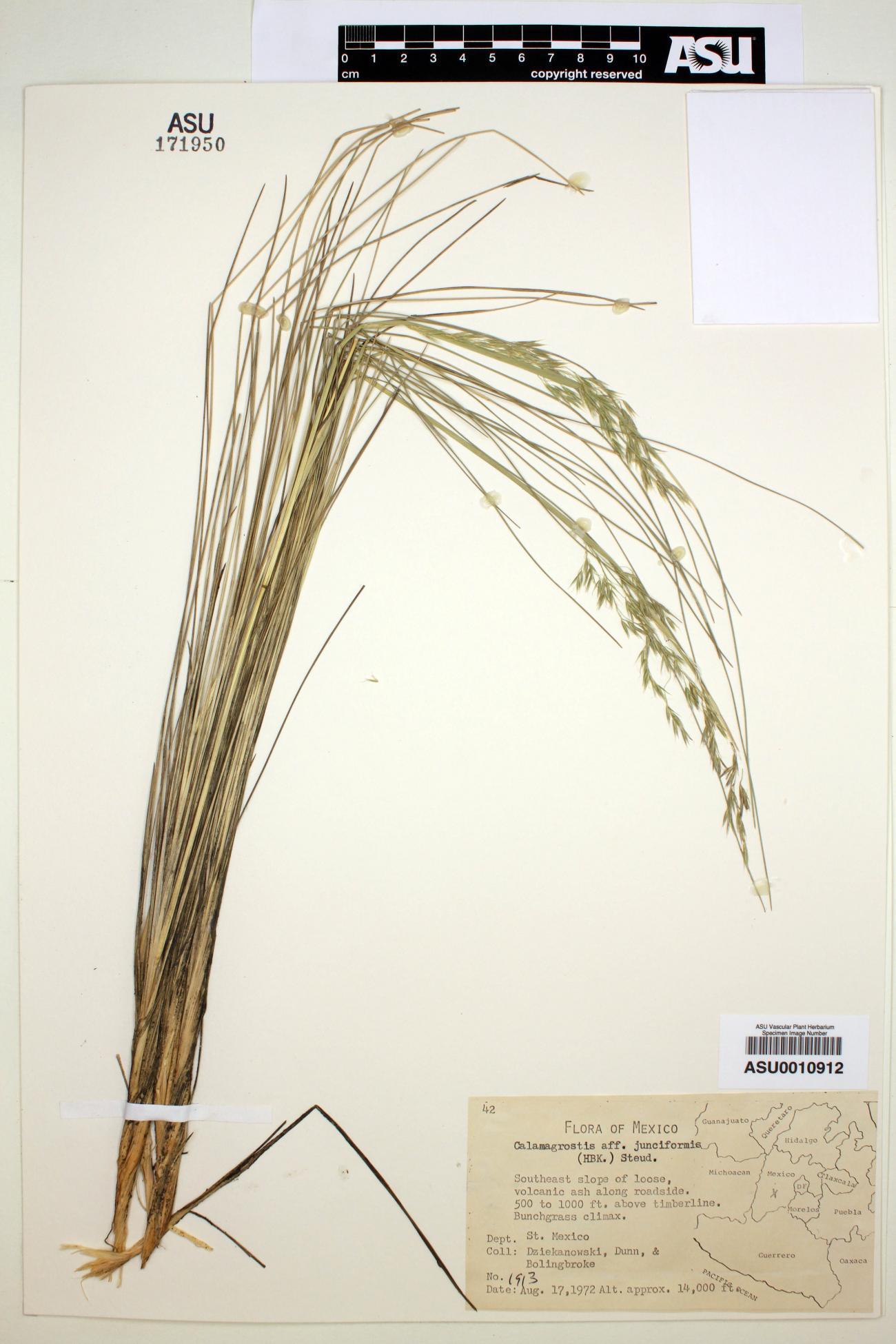 Calamagrostis junciformis image