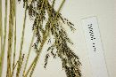 Calamagrostis effusa image