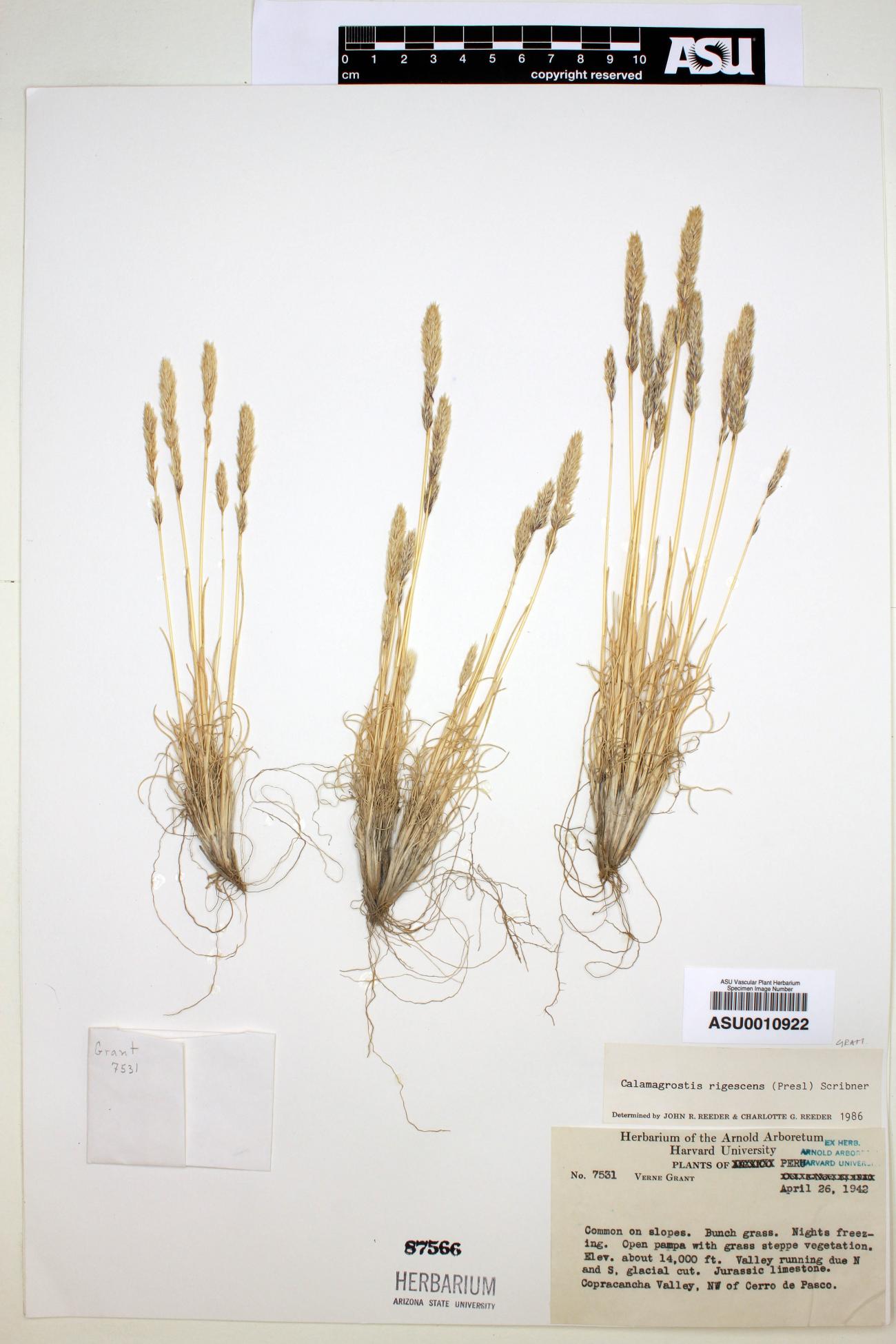 Calamagrostis rigescens image
