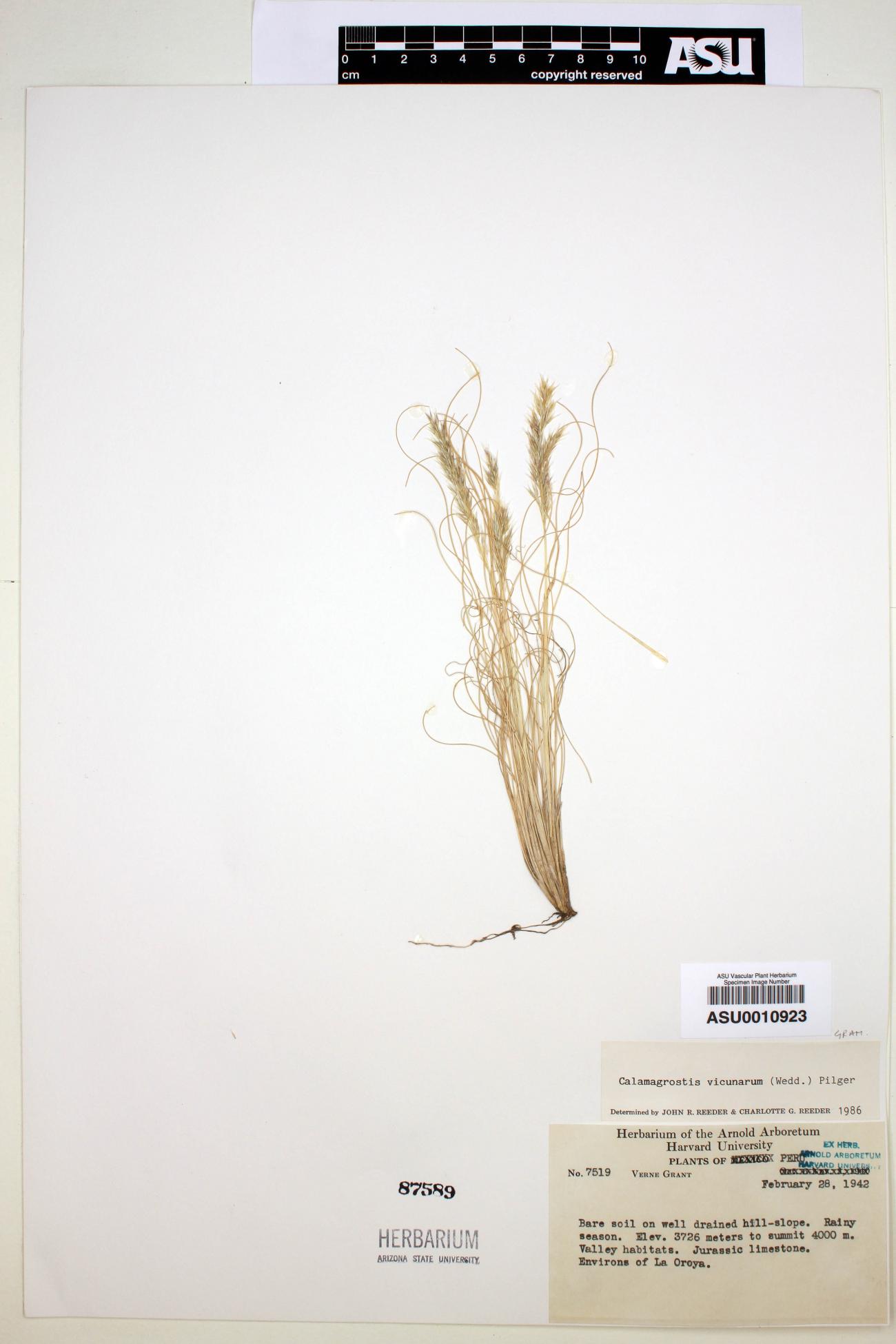 Calamagrostis vicunarum image