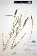 Pennisetum ciliare image