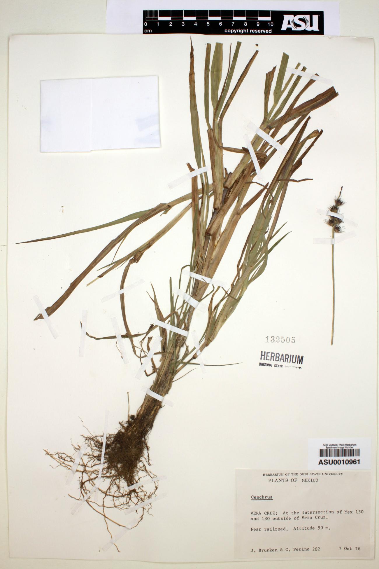 Cenchrus image