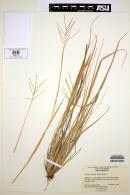 Enteropogon brandegeei image