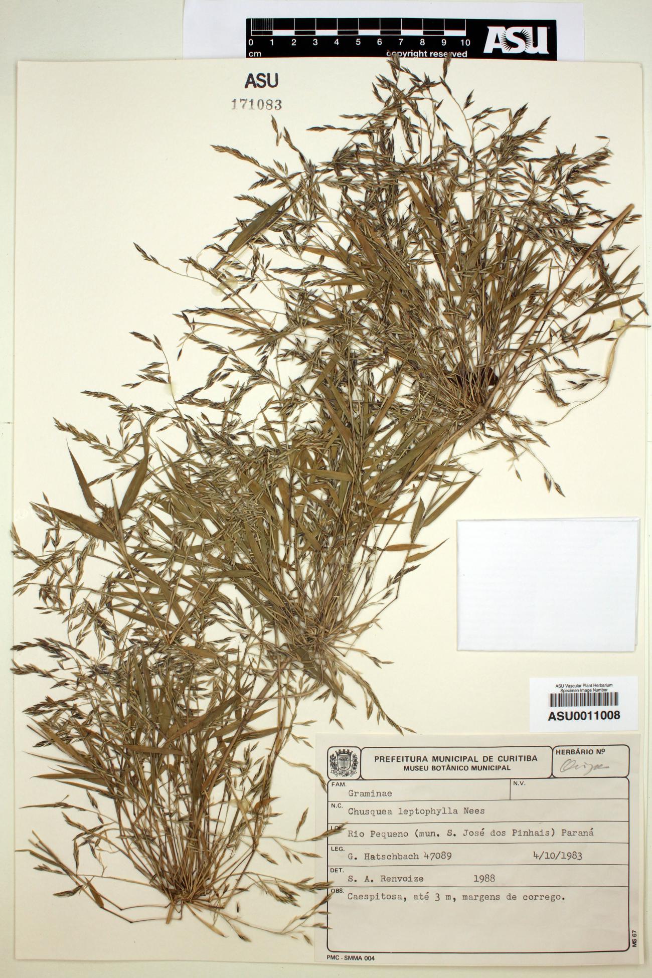 Chusquea leptophylla image