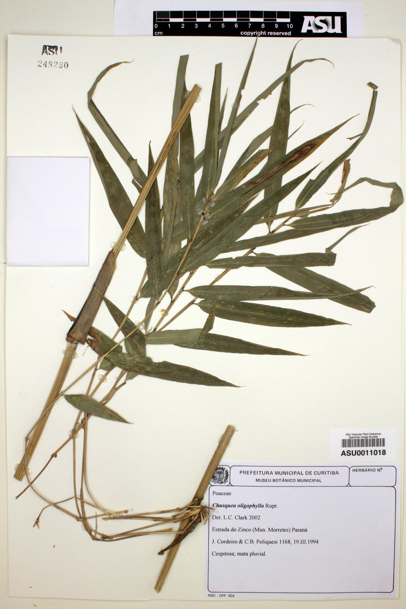 Chusquea oligophylla image
