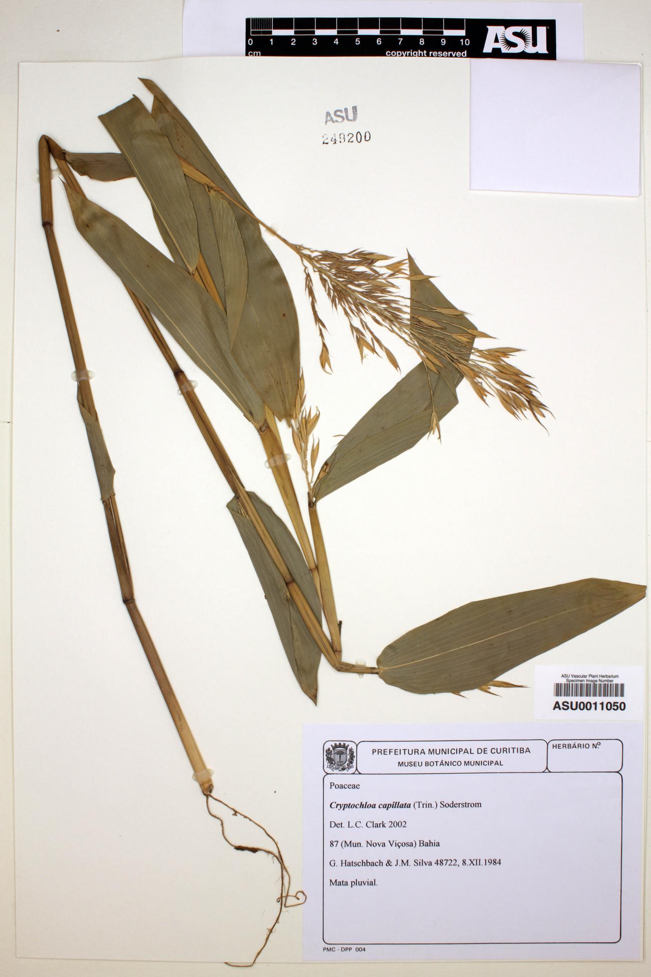 Cryptochloa image