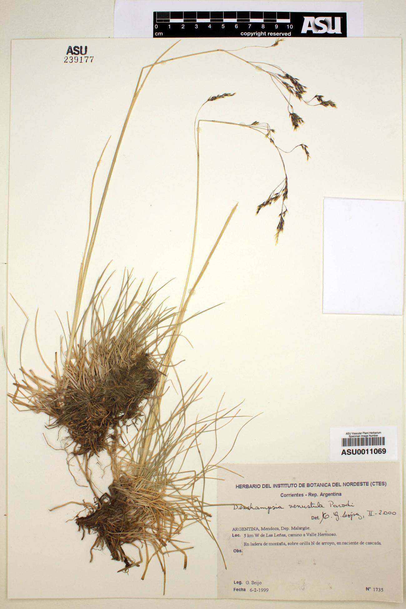 Deschampsia venustula image