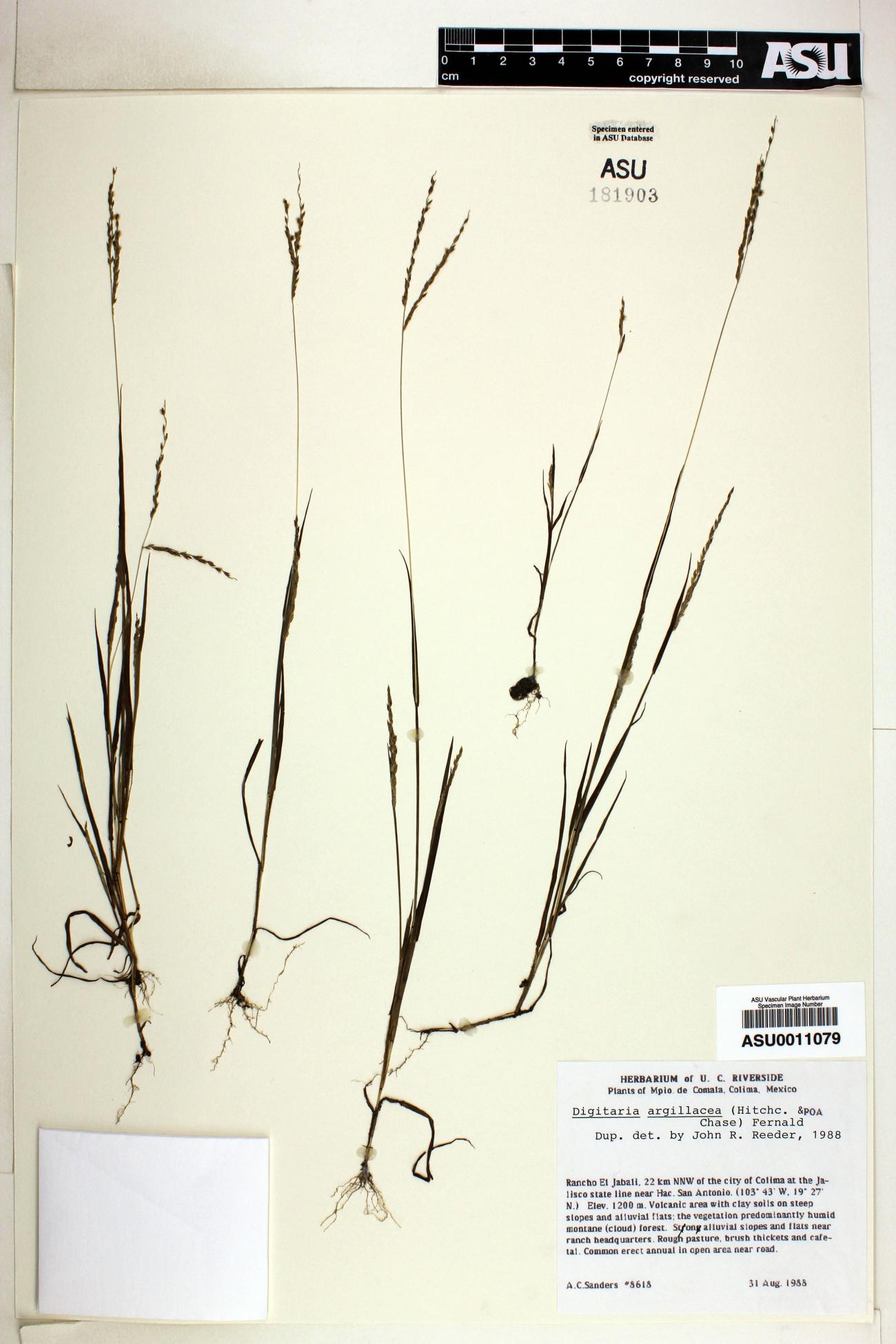 Digitaria argillacea image