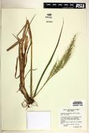 Echinochloa holciformis image