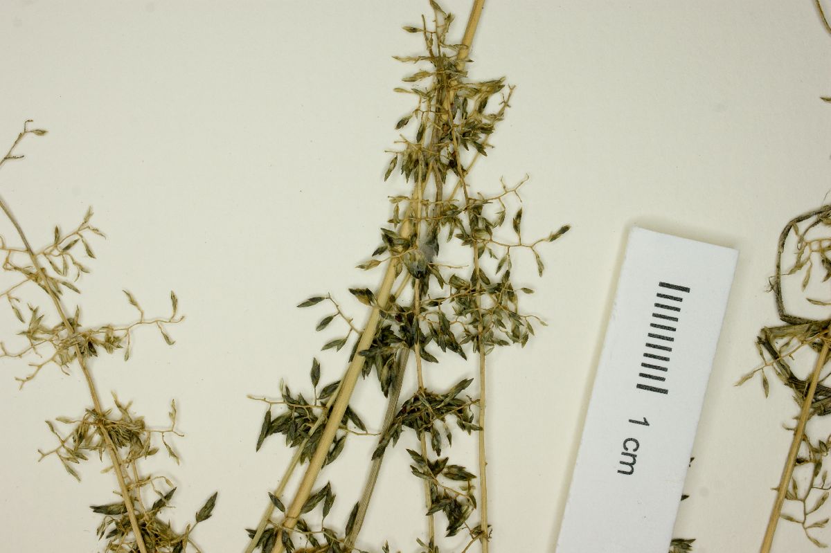 Eragrostis nigricans image