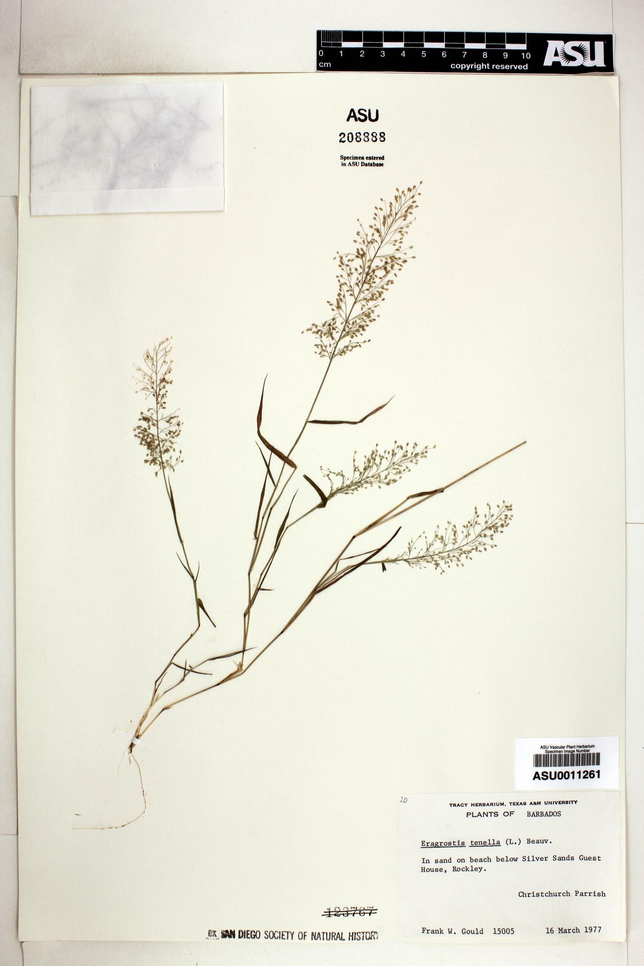 Eragrostis amabilis image