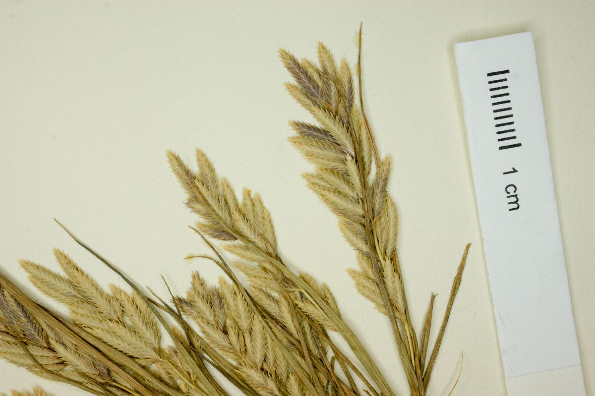 Eragrostis vahlii image