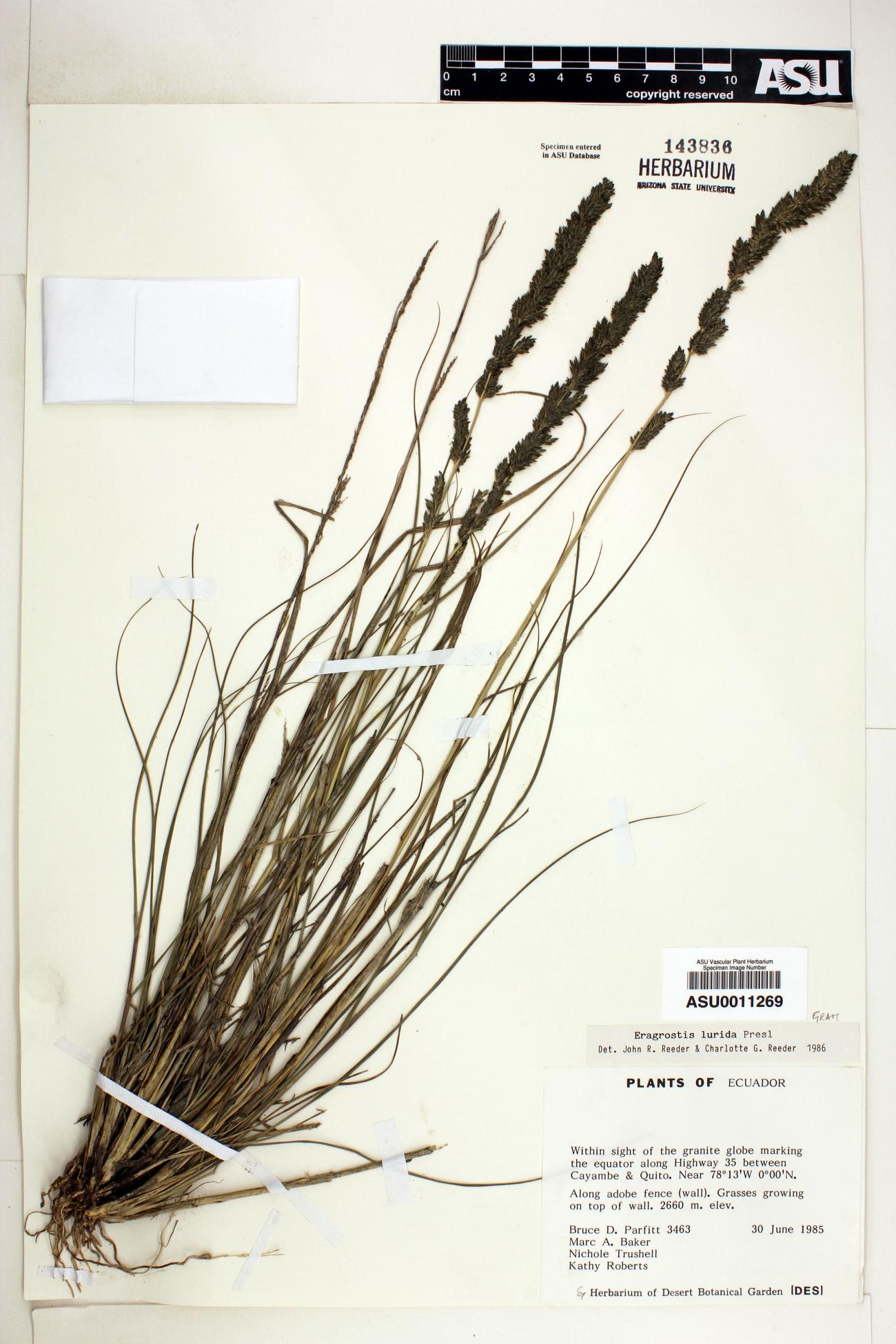 Eragrostis lurida image