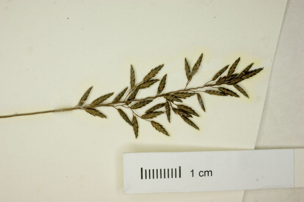 Eragrostis perennis image