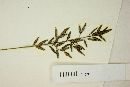 Eragrostis perennis image