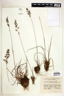 Eragrostis perennis image