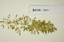 Eragrostis perennis image