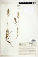 Eragrostis perennis image