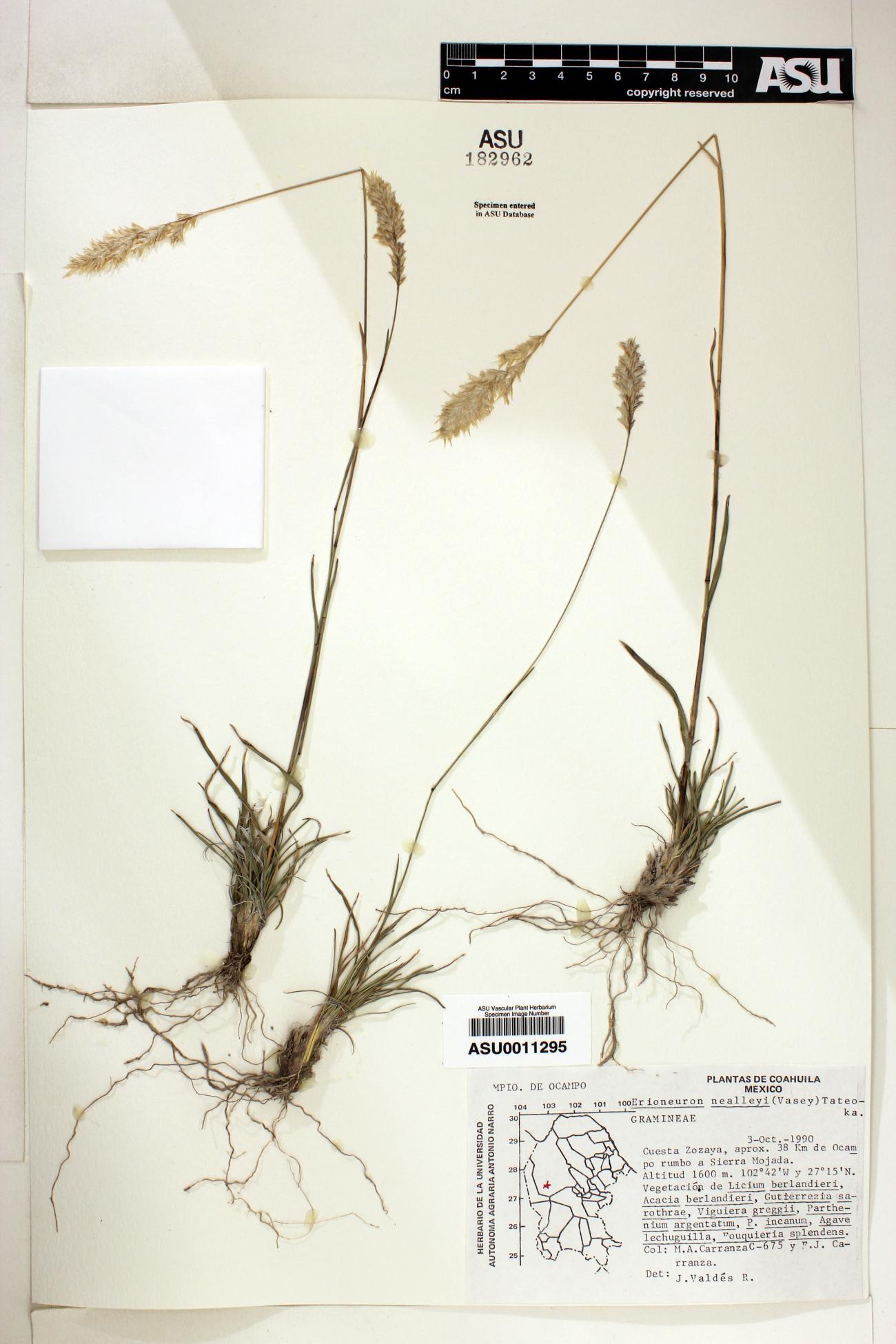 Erioneuron nealleyi image
