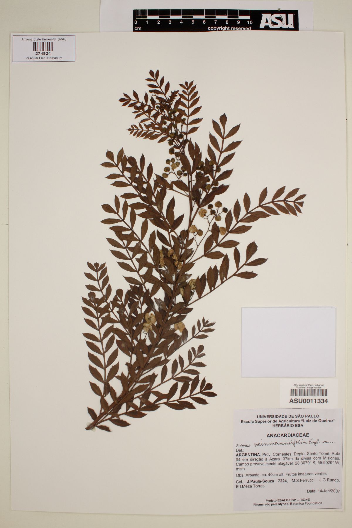 Schinus weinmanniifolius image