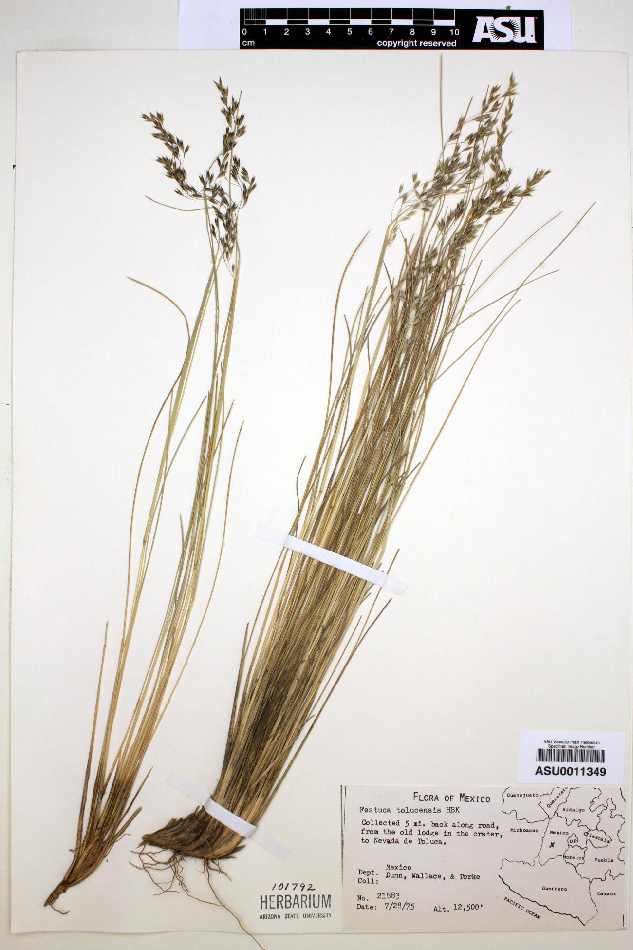 Festuca tolucensis image