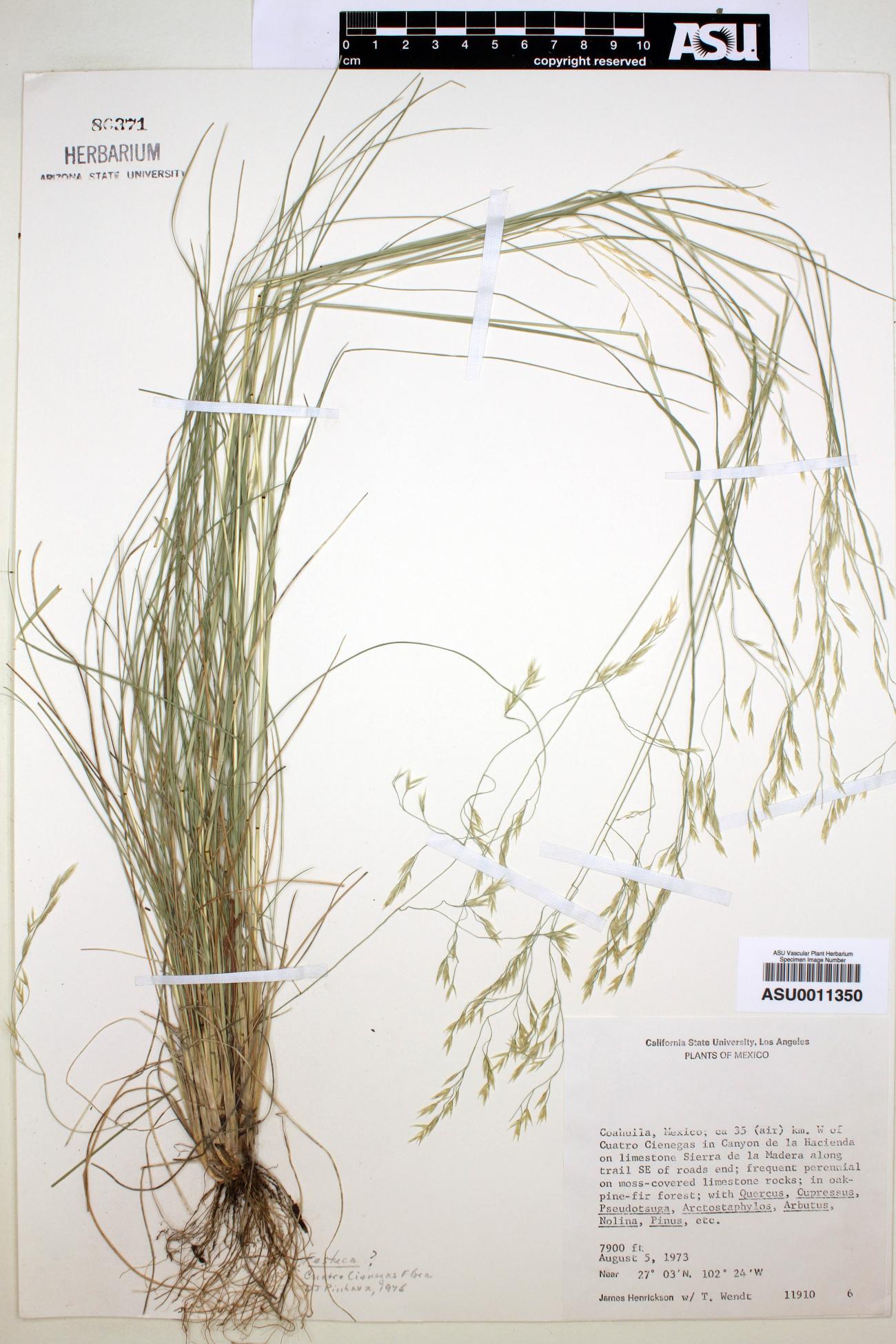 Festuca image