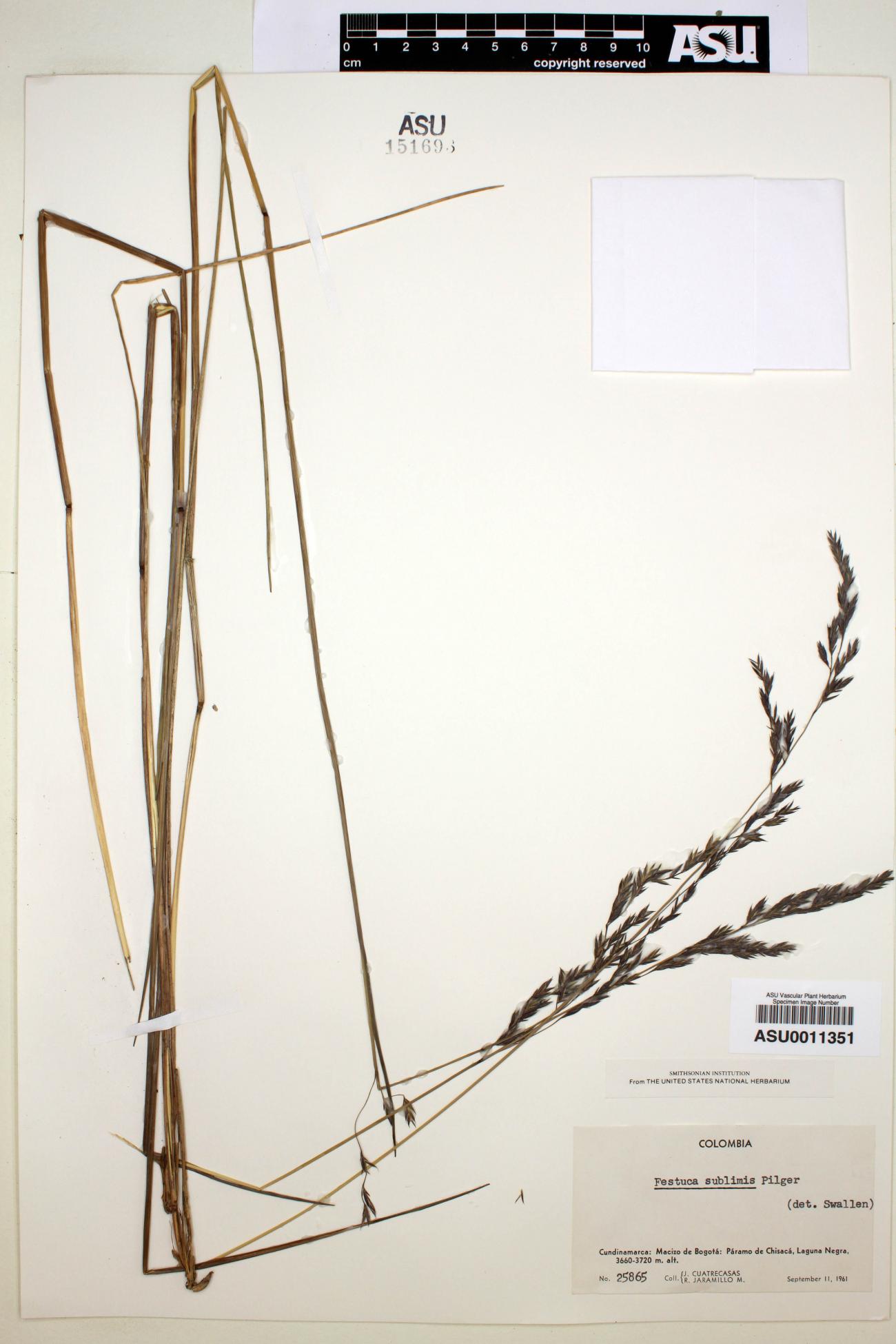 Festuca image