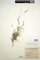 Image of Hilaria ciliata