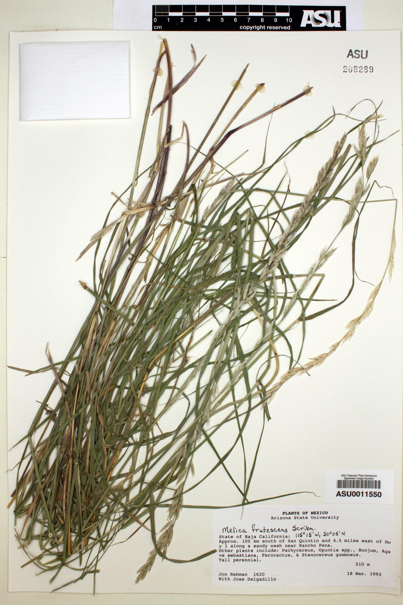 Melica frutescens image