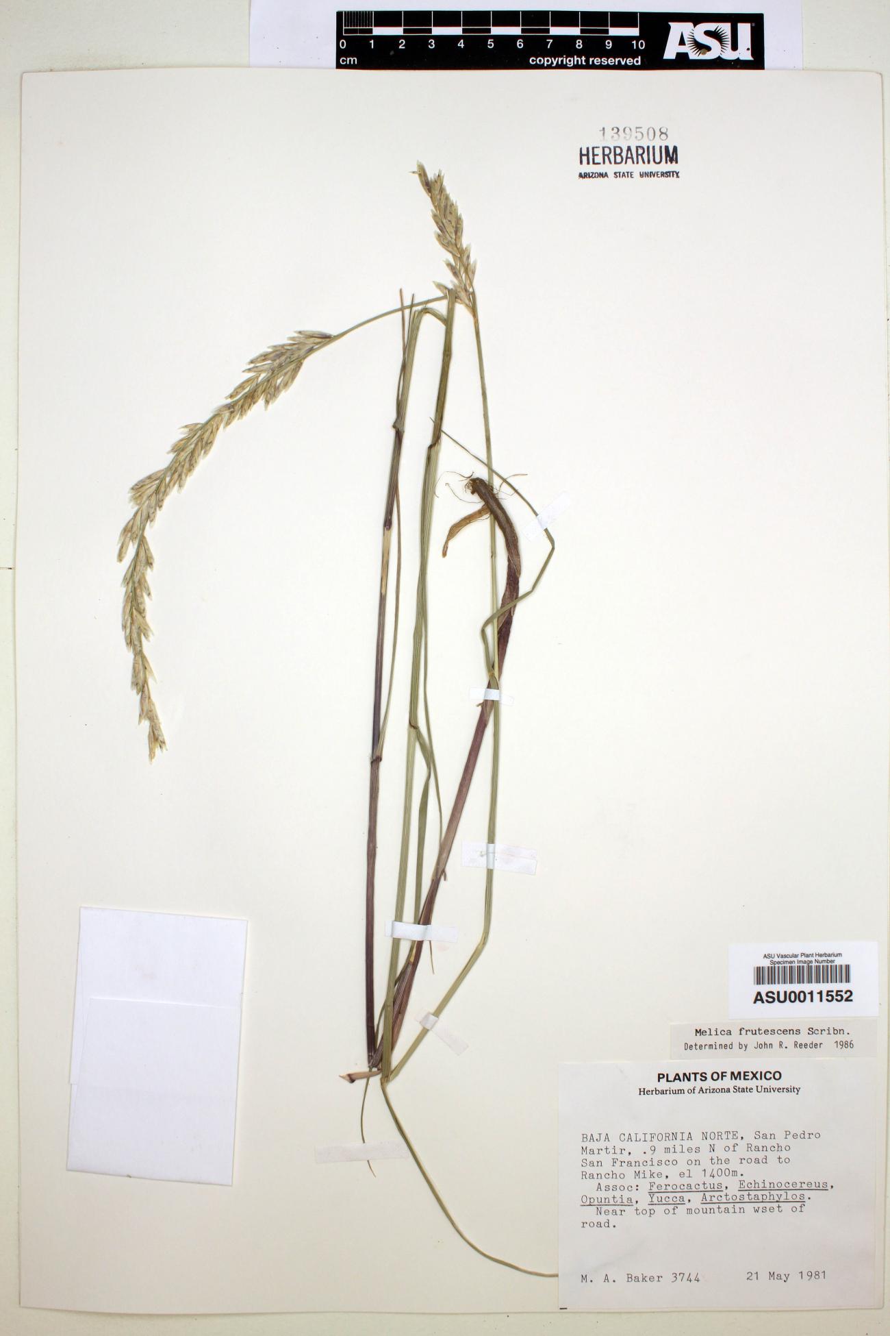 Melica frutescens image