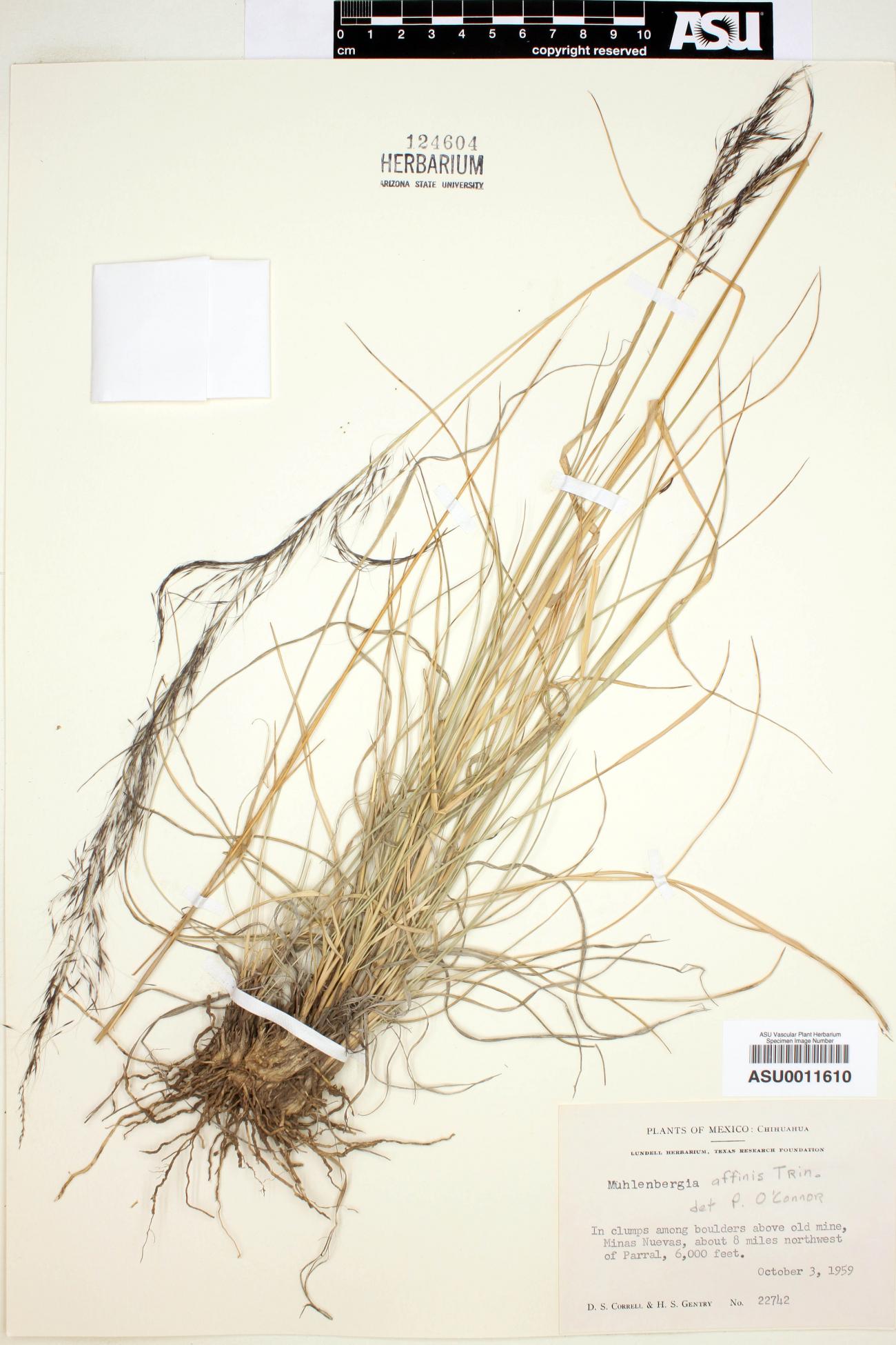 Muhlenbergia affinis image