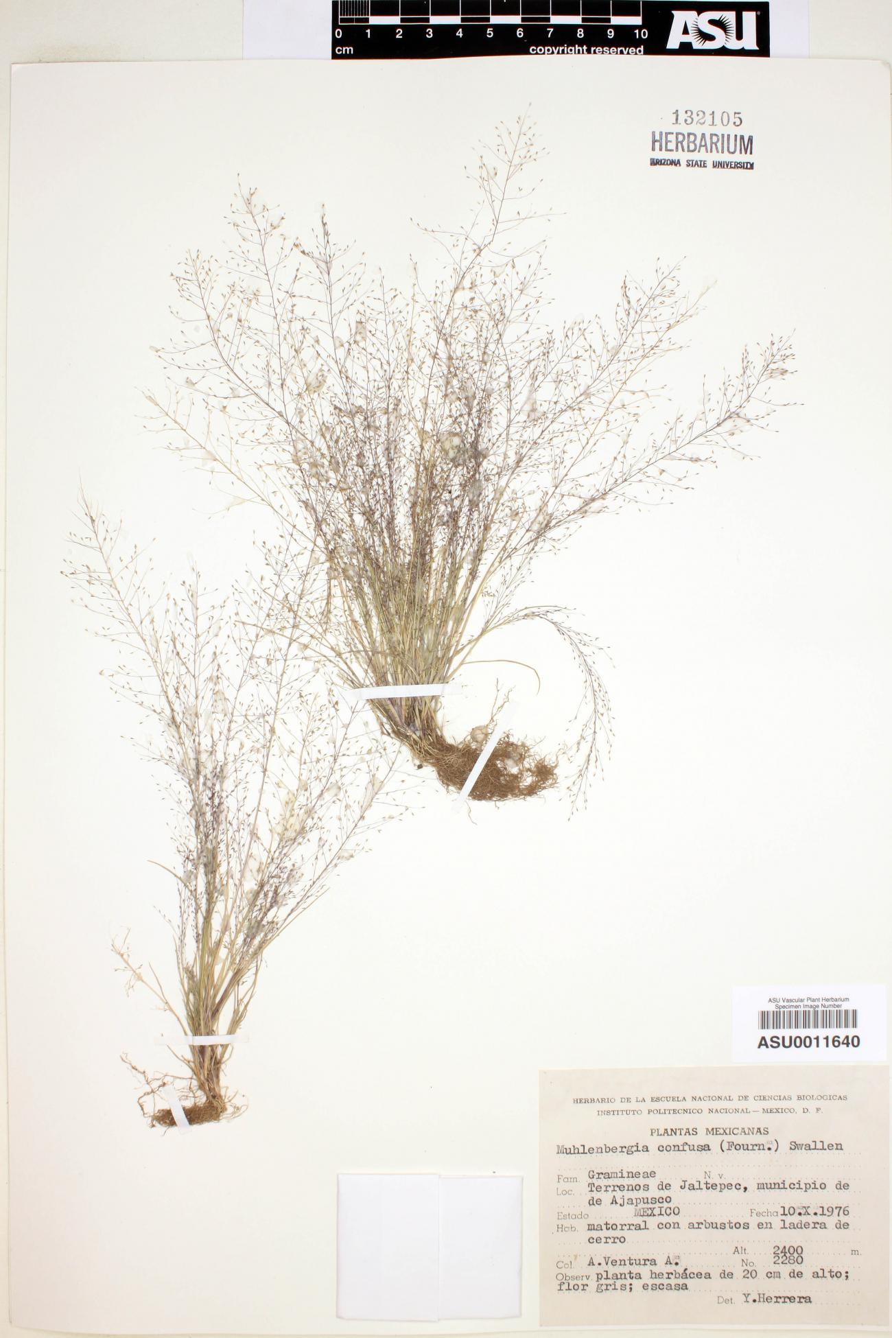 Muhlenbergia confusa image