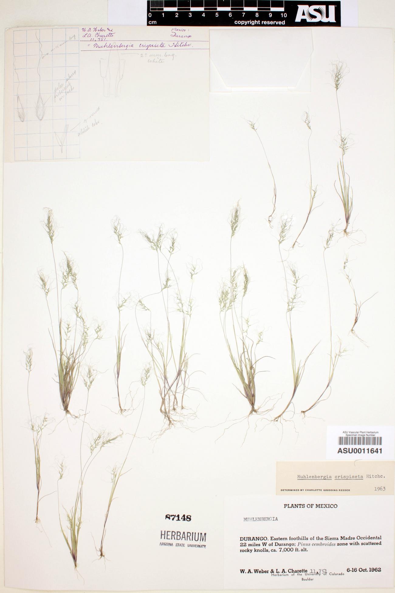 Muhlenbergia crispiseta image