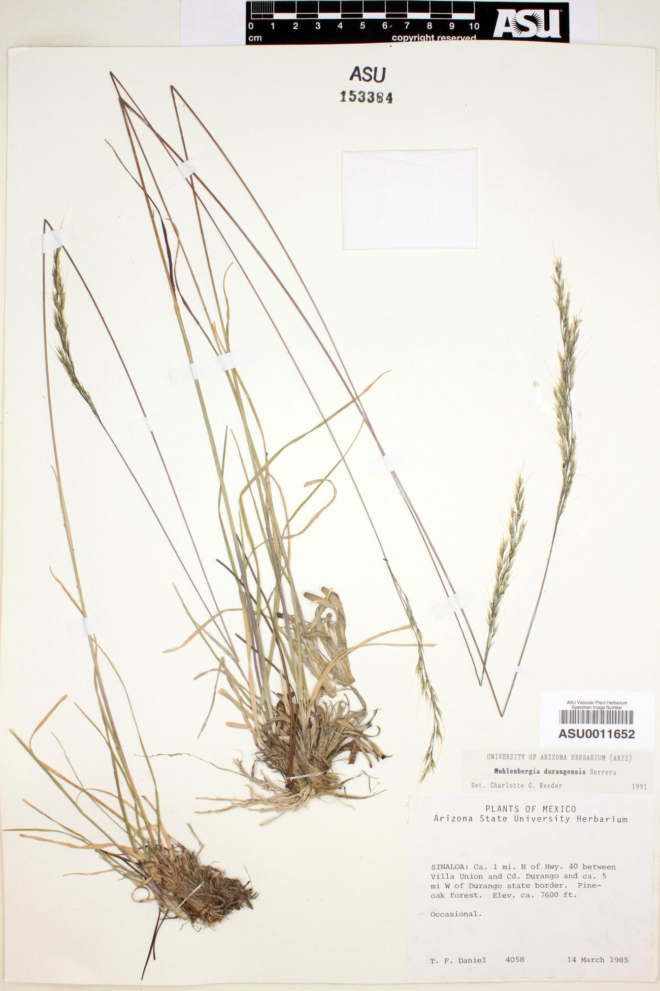 Muhlenbergia durangensis image