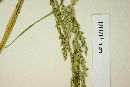 Muhlenbergia glauca image