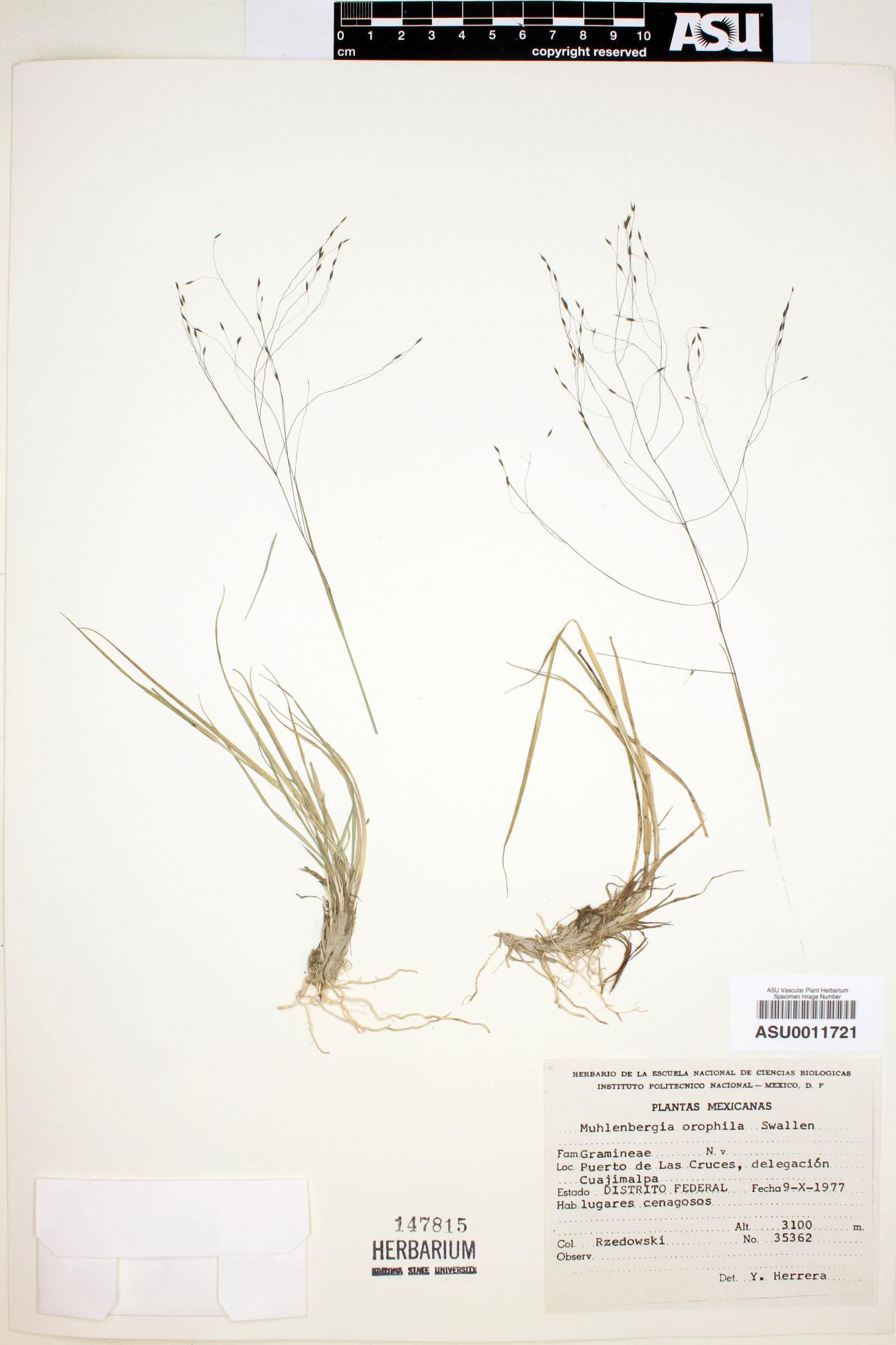 Muhlenbergia orophila image