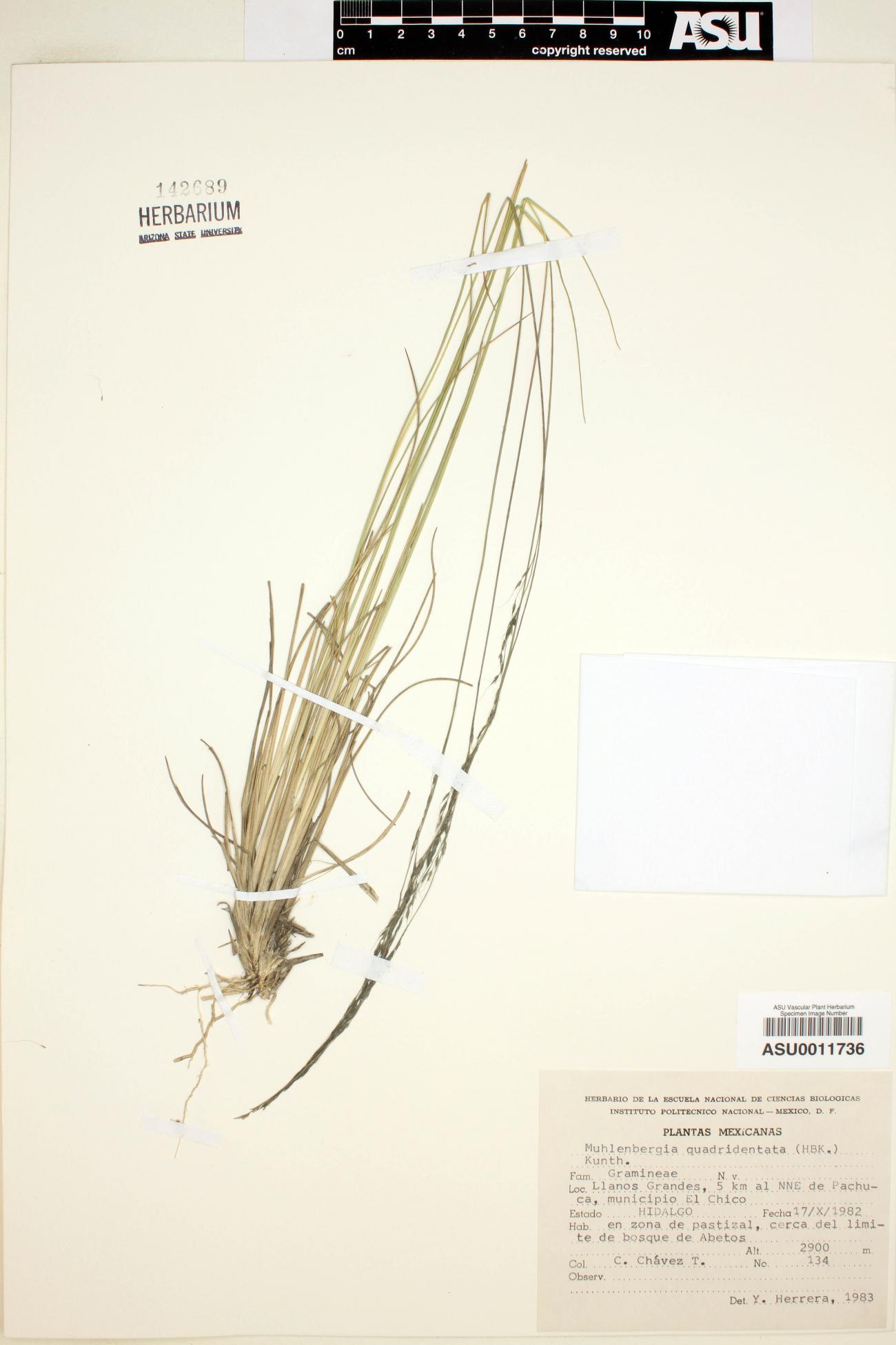 Muhlenbergia quadridentata image