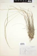 Muhlenbergia rigida image