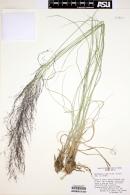 Muhlenbergia rigida image