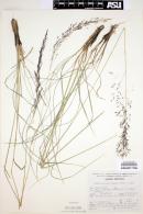 Muhlenbergia rigida image