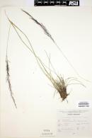 Muhlenbergia rigida image