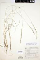 Muhlenbergia virescens image