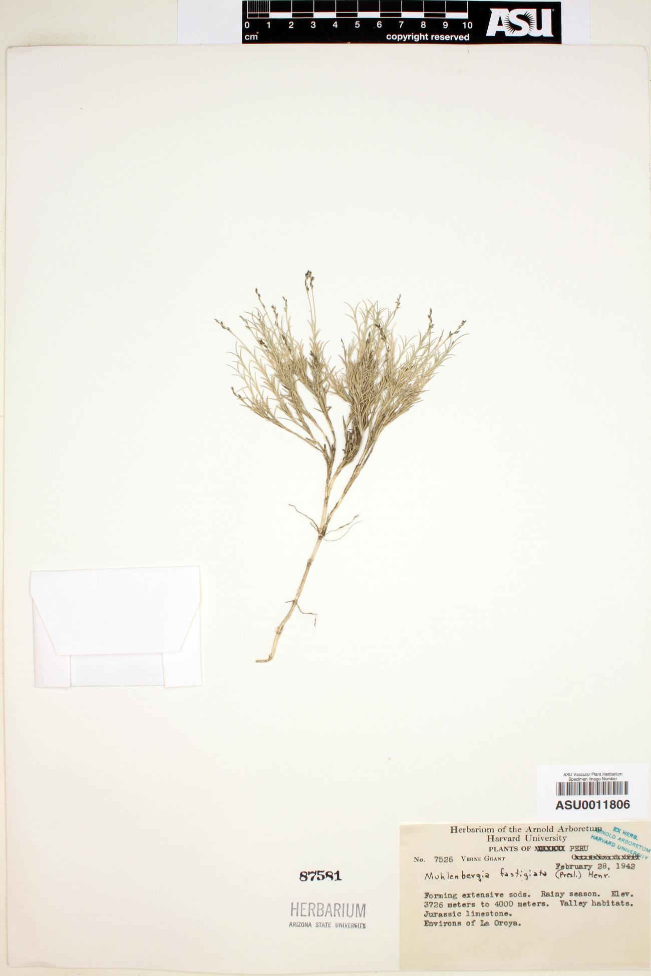 Muhlenbergia fastigiata image