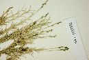 Muhlenbergia fastigiata image